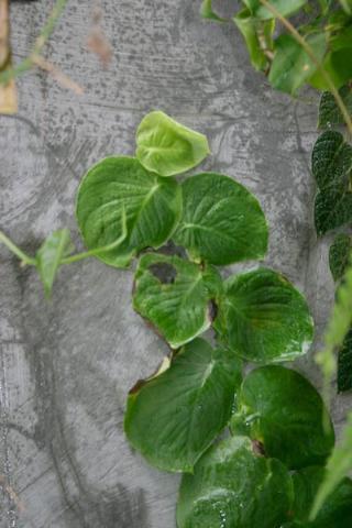 http://www.cloudjungle.com/cloudjungle/araceae/rhaphidophora/rhaphidophora celatocaulis.jpg